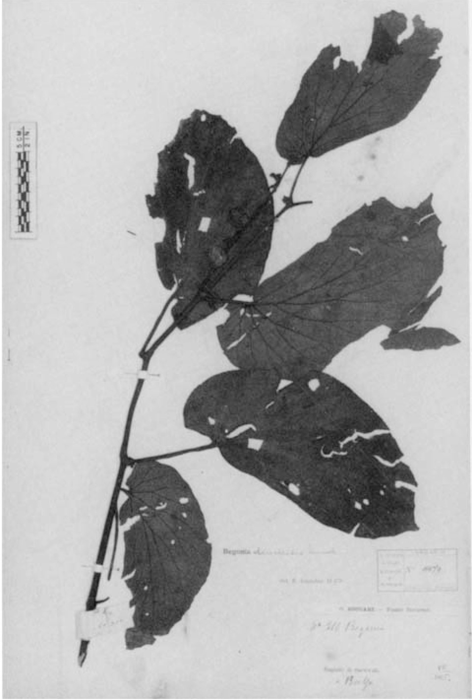 B. densiretis